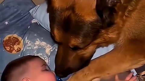 Dogs Meeting Babies For The First Time Will Melt Your Heart