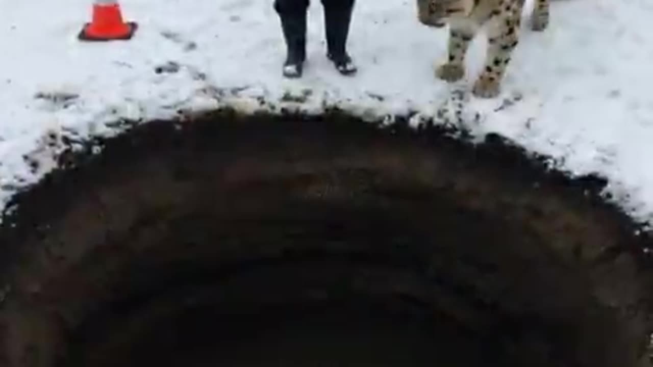 Mother Snow Leopard Saves Her Cub with the Help of an Old Guy!