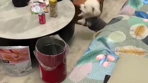 Dog's Comedy Videos 🤣 so cute videos 😍 funny videos 🤣 so Comedy Videos 🤣
