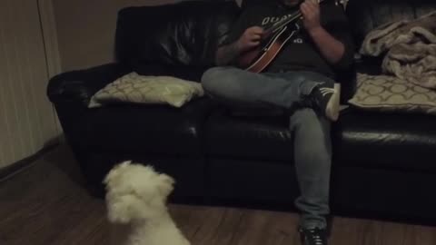 celtic doggy
