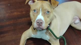 Spring Training Begins at Proofing Behaviors Canine Obedience