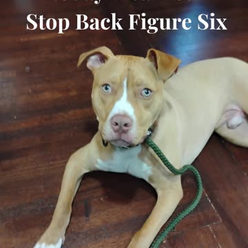 Spring Training Begins at Proofing Behaviors Canine Obedience