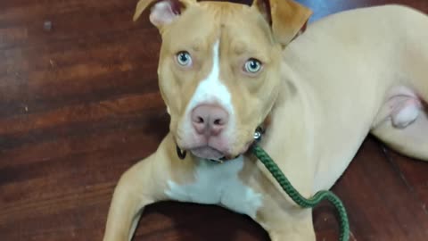 Spring Training Begins at Proofing Behaviors Canine Obedience