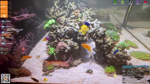 24/7 Real Live Reef Stream