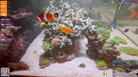 24/7 Real Live Reef Stream