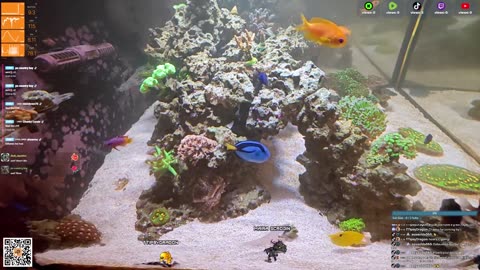 24/7 Real Live Reef Stream