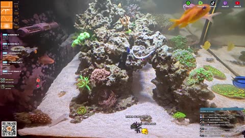 24/7 Real Live Reef Stream