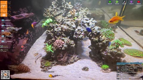 24/7 Real Live Reef Stream