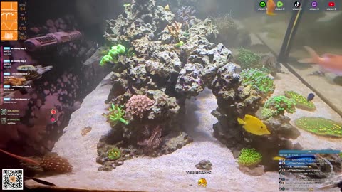 24/7 Real Live Reef Stream