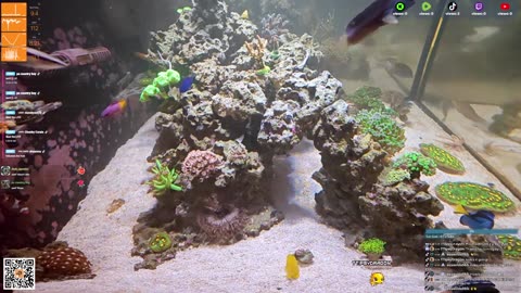 24/7 Real Live Reef Stream