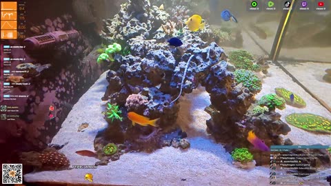 24/7 Real Live Reef Stream