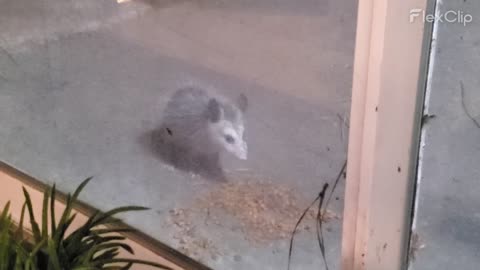 Baby Possum