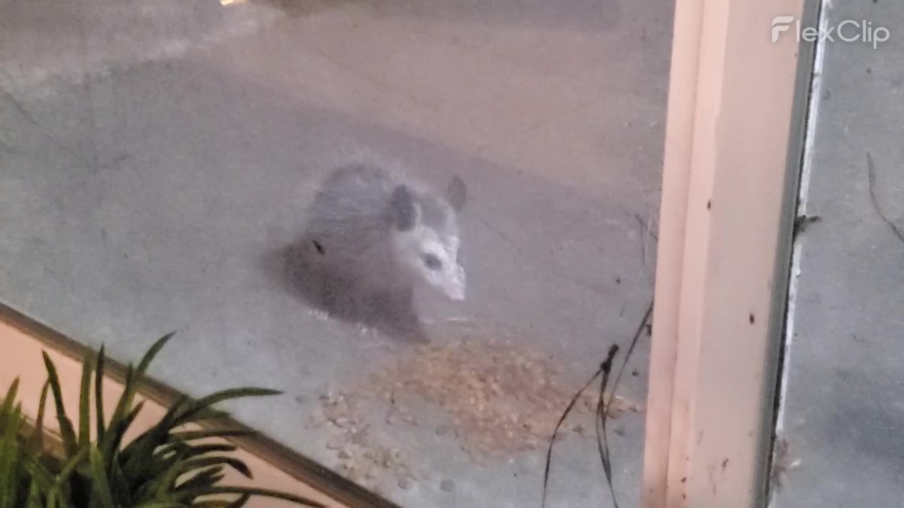Baby Possum