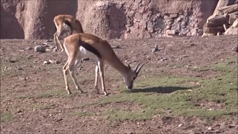 buin zoo