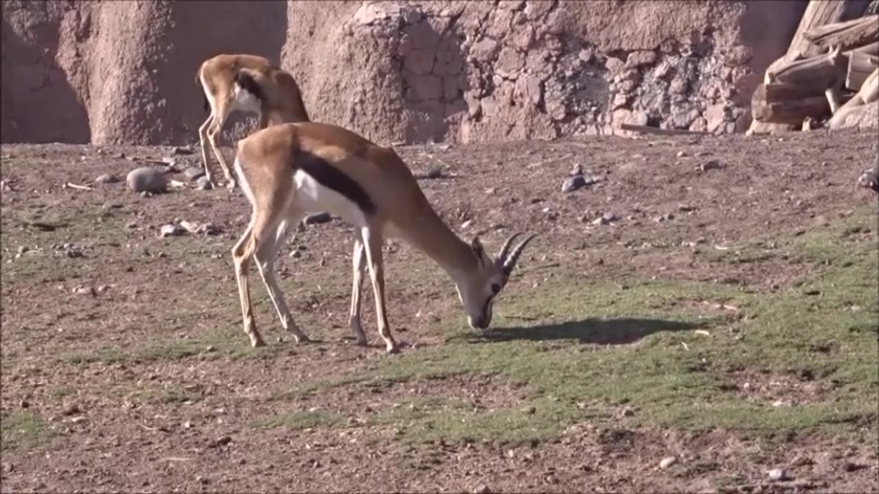 buin zoo