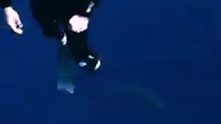 Oryx and Crake by Margaret Atwood (MaddAddam, #1) - The Dystopian Dawn of a New World - Audiobook