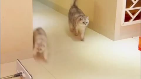 😍😍😘🔥 😍💦 FUNNY Animals and pet's💕😘 😘🔥 💕😘 😍💦 💦