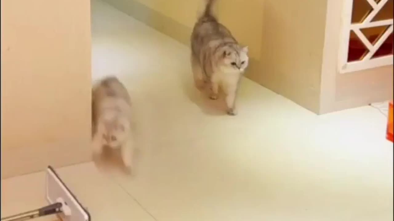 😍😍😘🔥 😍💦 FUNNY Animals and pet's💕😘 😘🔥 💕😘 😍💦 💦