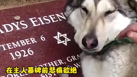 万物皆有灵，每个生命都值得被温柔以待 #感动瞬间 #万物皆有灵 #万物皆有灵性请善待每一个生命