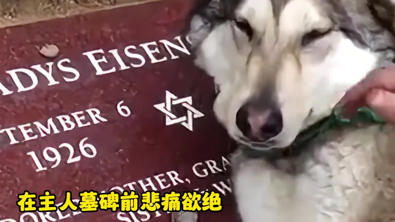 万物皆有灵,每个生命都值得被温柔以待 #感动瞬间 #万物皆有灵 #万物皆有灵性请善待每一个生命