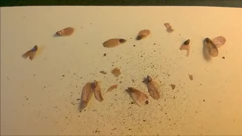 Collect conifer tree seeds