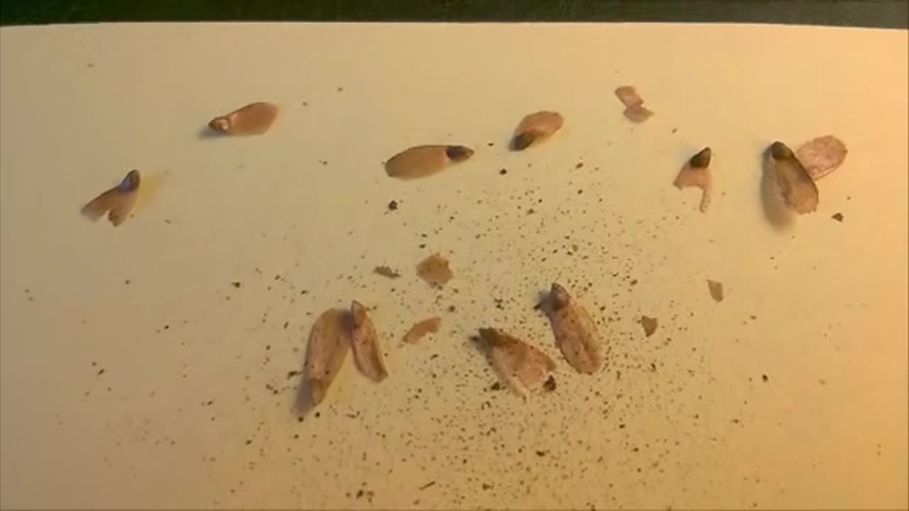 Collect conifer tree seeds