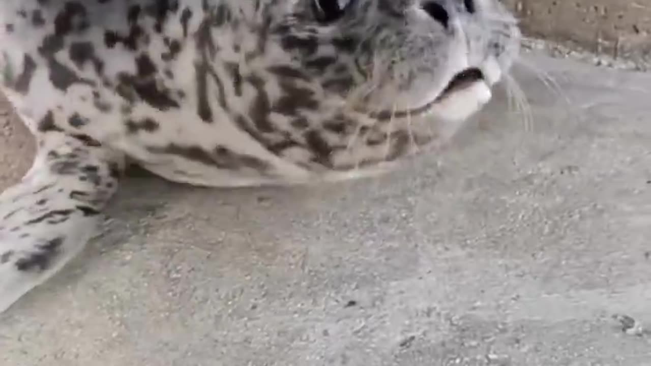 Did you know baby seals sound like this? 🥺