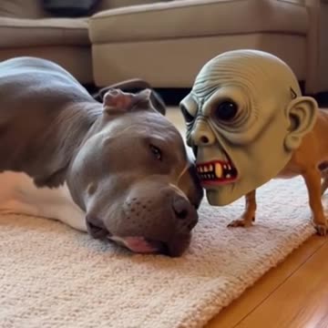 One day he'll scare him to death... haha