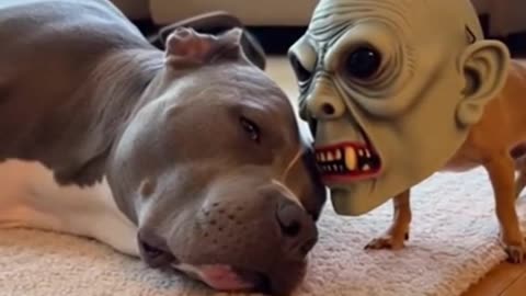 One day he'll scare him to death... haha