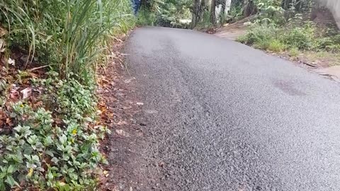 The Hidden Wonders of the Forest