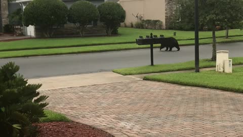 Black Bear Takes Stroll In Florida Neighborhood