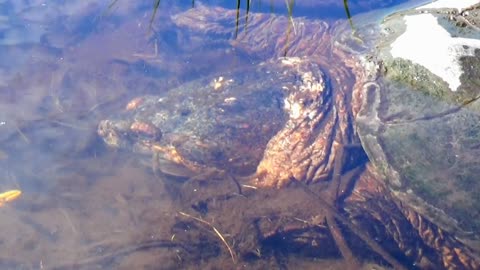 Snapping Turtle