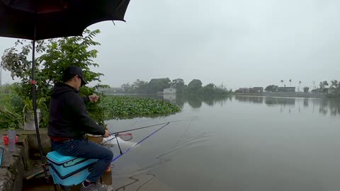 Wels am Haken Abenteuer am Fluss #Welsangeln #Fischjagd #Naturpur