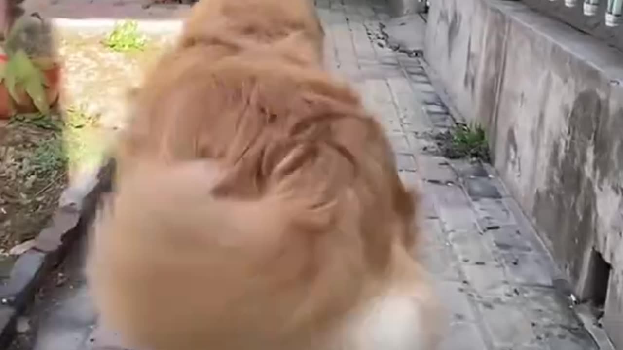 Funny animals