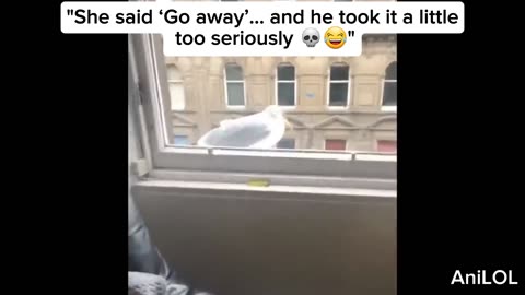 Girl Tells Bird to Leave… It Actually Does 💀🐦