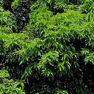 it is beautiful green