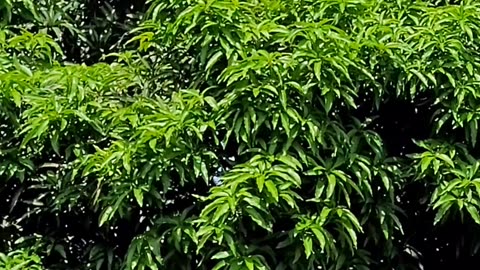 it is beautiful green