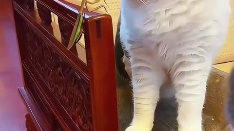 Must Follow for cute cat. #cat #cute #foryou #jdvb #shorts