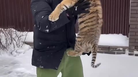 Adopt a tiger cub