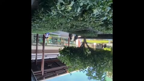 AYALA MALL CEBU CITY WILD GANGBANGER
