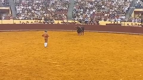 Tmerri në arenë, toradori vritet nga një dem, para mijëra tifozëve të tmerruar