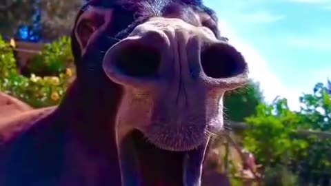 Funny Donkey