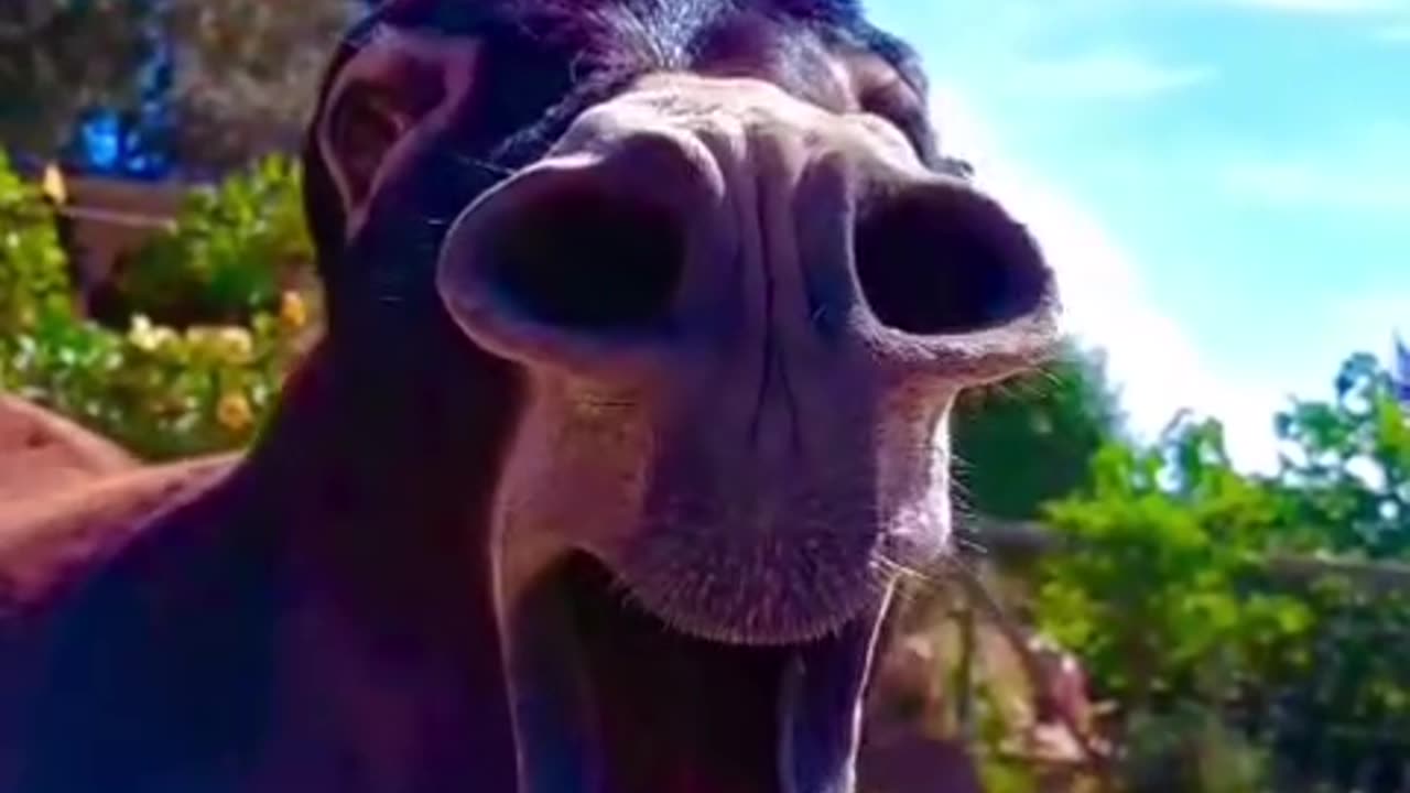 Funny Donkey