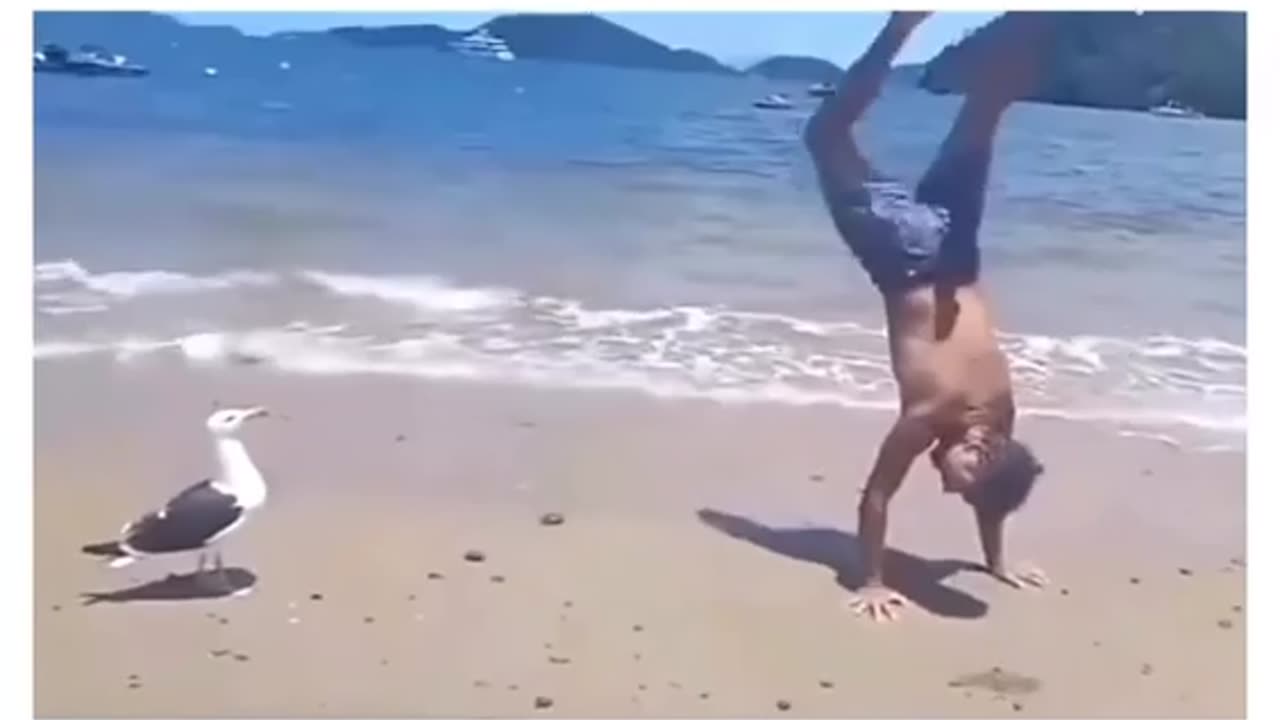😂😂 When You Fail in Front of Friends vs SEAGULL! | FunFM
