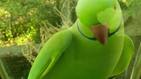 birds videos