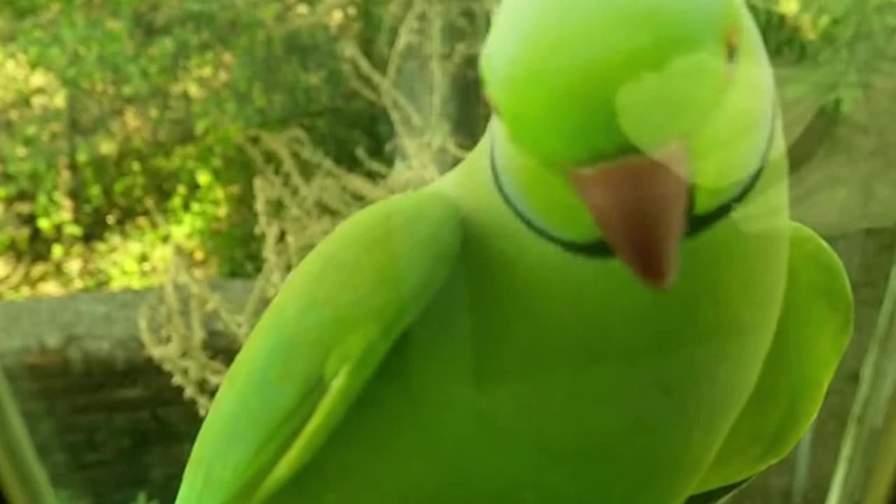 birds videos