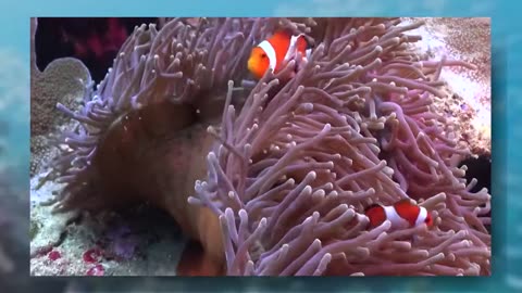 Part_03 The Ocean (4K UltraHD)- Relaxation Film - Peaceful Relaxing Music