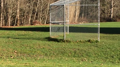 coyotes at the park