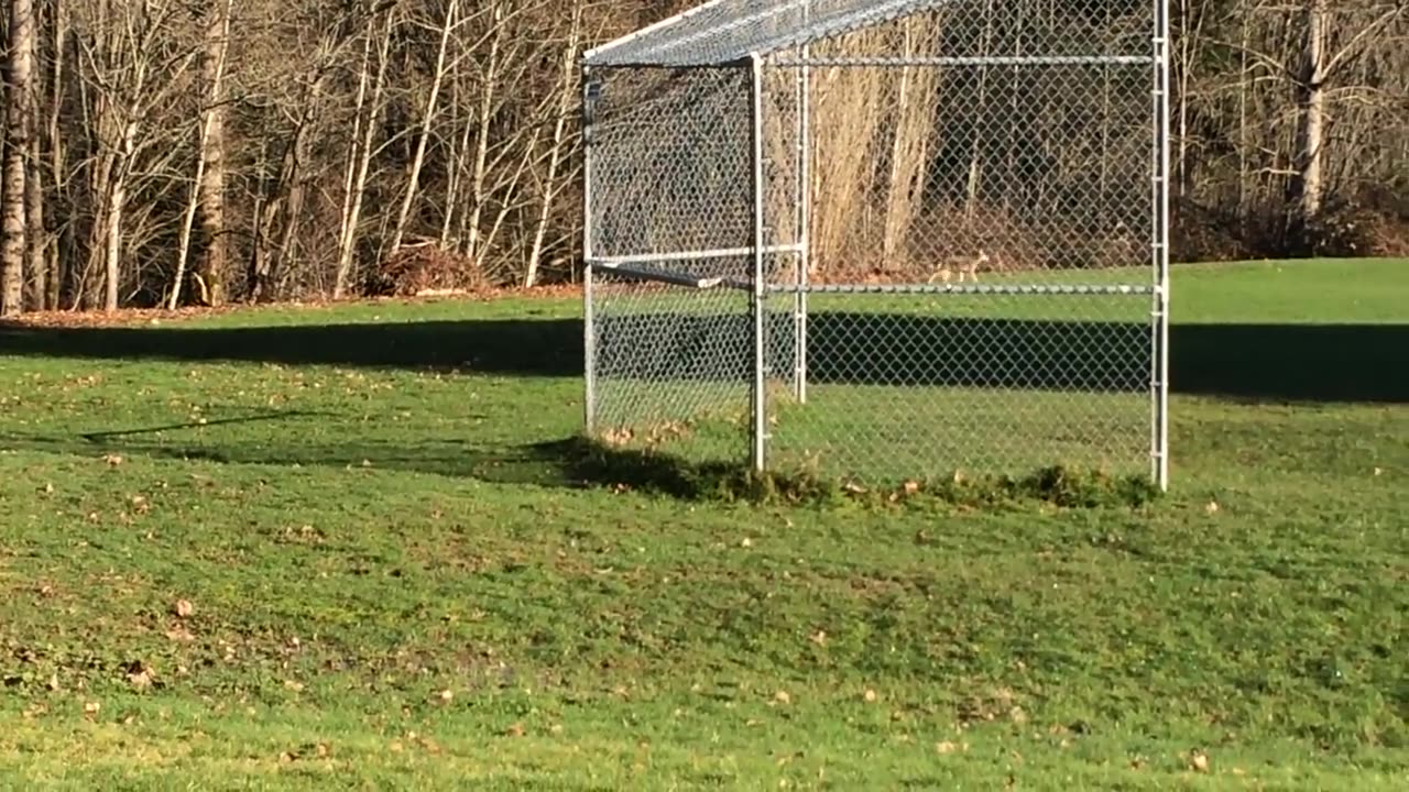 coyotes at the park