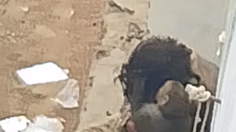 Animal friendship with human